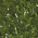 bent-grass